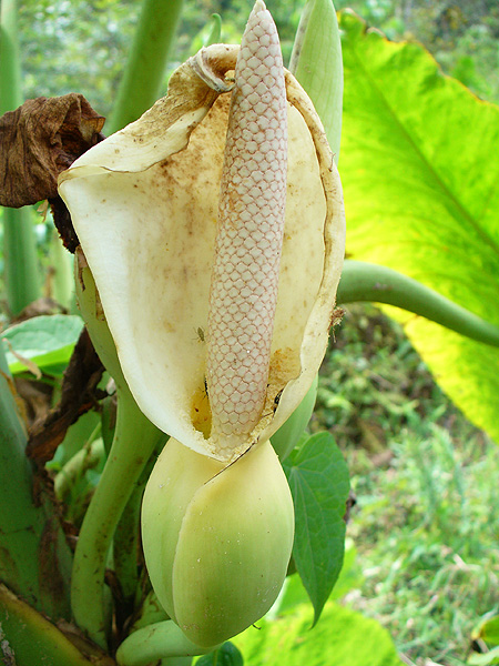 Xanthosoma dodsonii