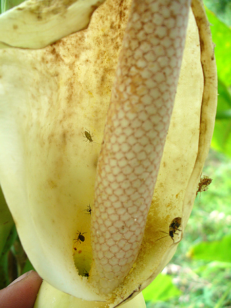 Xanthosoma dodsonii