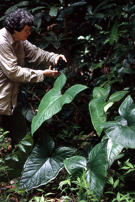 Xanthosoma granvillei