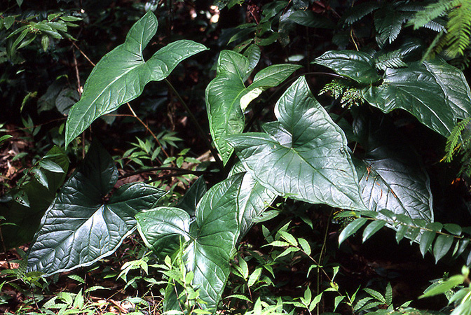 Xanthosoma granvillei