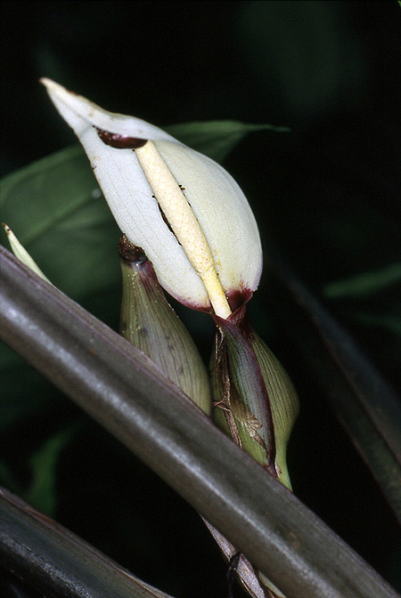 Xanthosoma granvillei