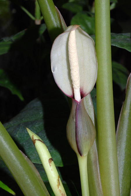 Xanthosoma granvillei