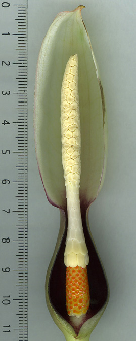Xanthosoma granvillei