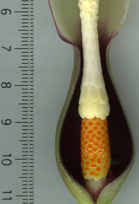 Xanthosoma granvillei