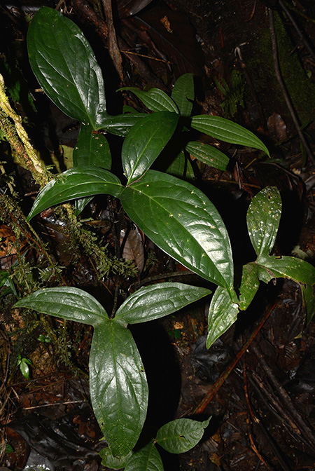 Xanthosoma hannoniae