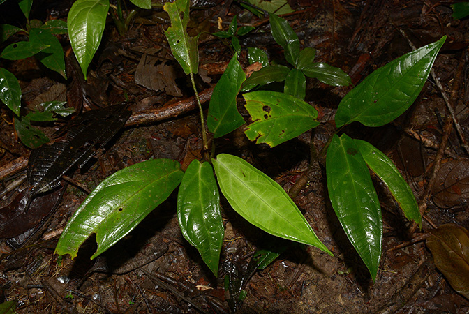 Xanthosoma hannoniae