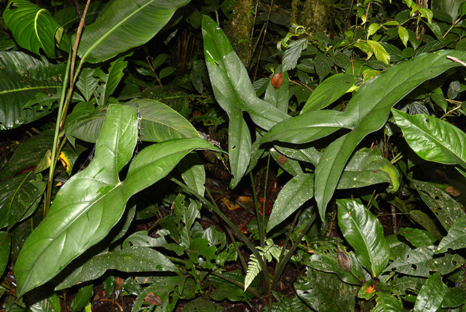 Xanthosoma hannoniae