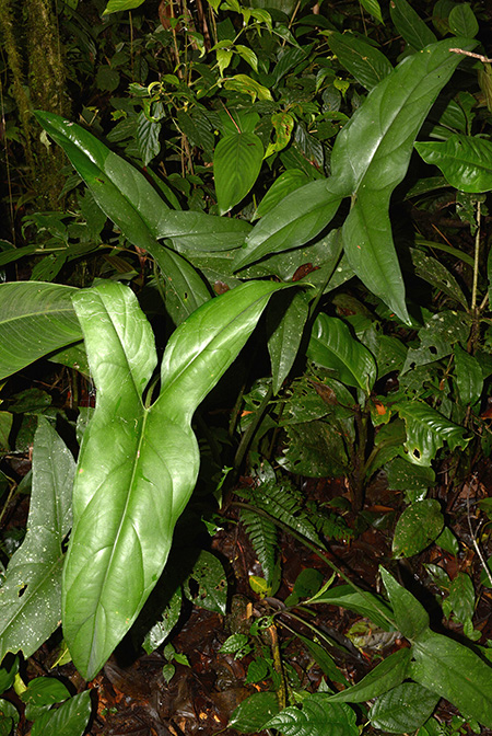 Xanthosoma hannoniae