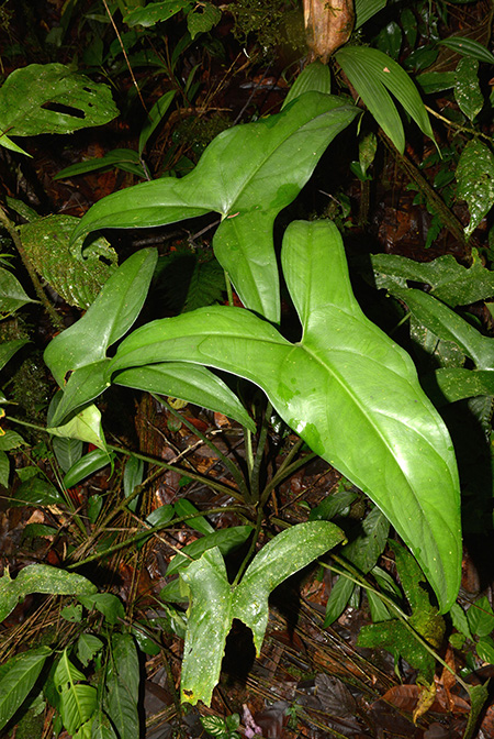 Xanthosoma hannoniae