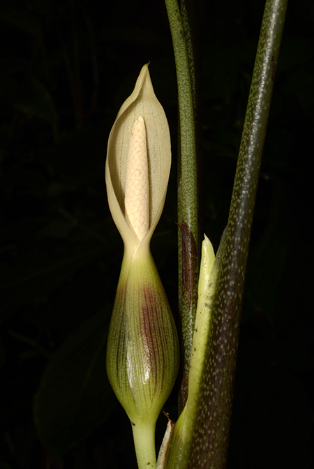 Xanthosoma hannoniae