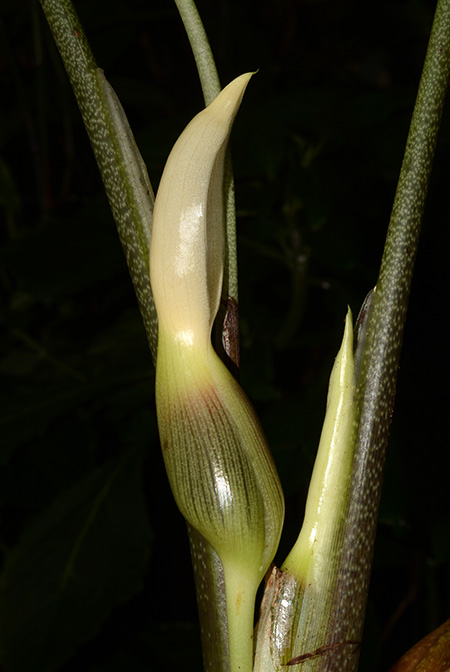 Xanthosoma hannoniae