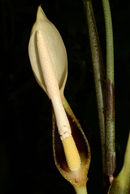 Xanthosoma hannoniae