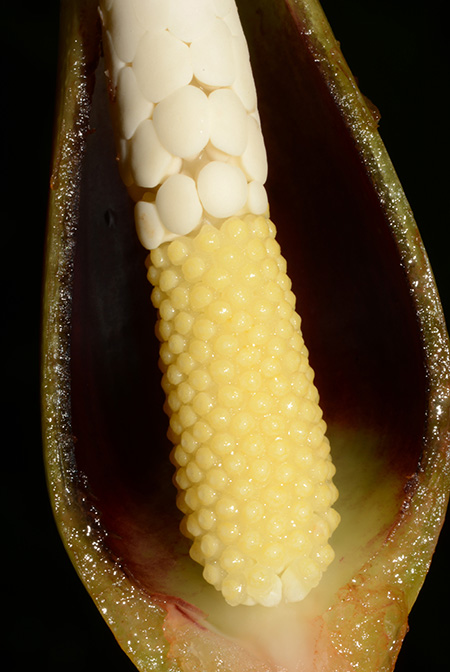 Xanthosoma hannoniae