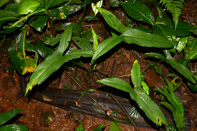 Xanthosoma hannoniae