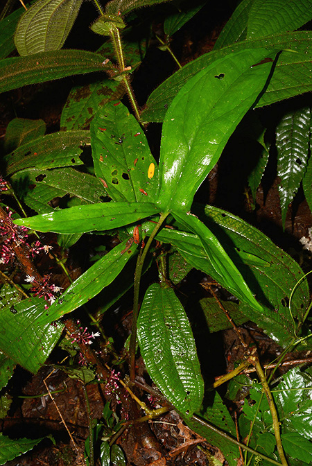 Xanthosoma hannoniae