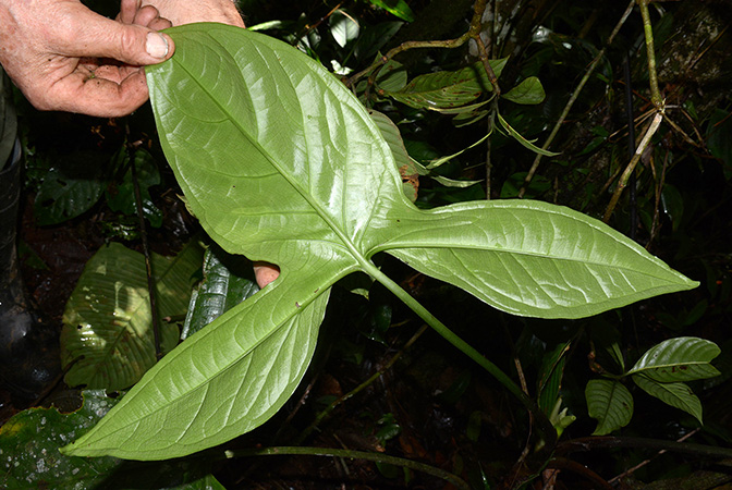 Xanthosoma hannoniae