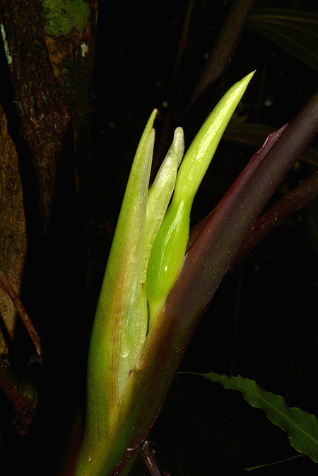 Xanthosoma hannoniae
