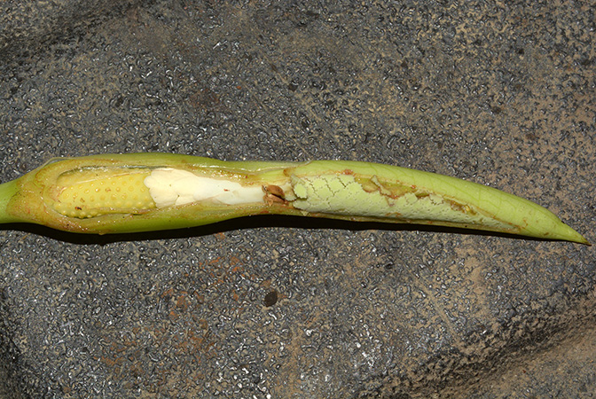 Xanthosoma hannoniae