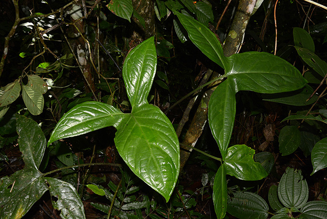 Xanthosoma hannoniae