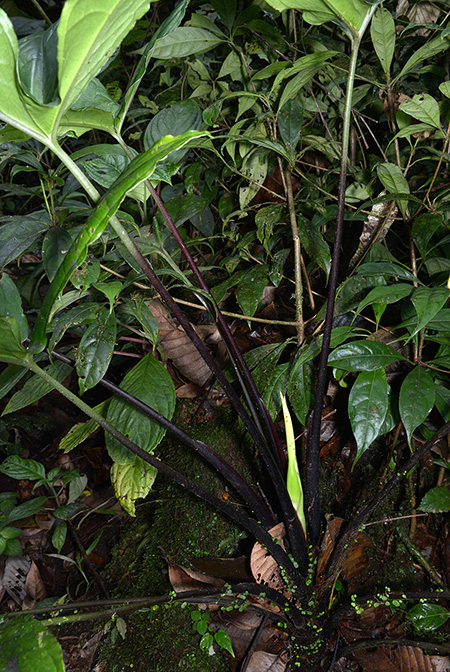 Xanthosoma hannoniae