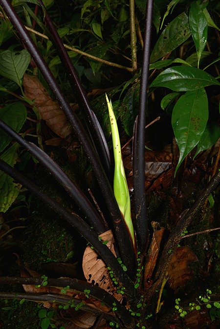 Xanthosoma hannoniae