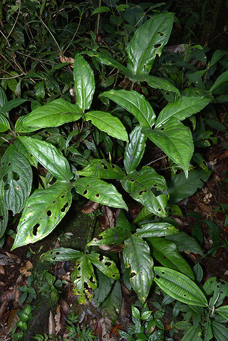 Xanthosoma hannoniae