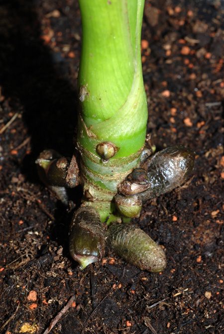 Xanthosoma harlingianum