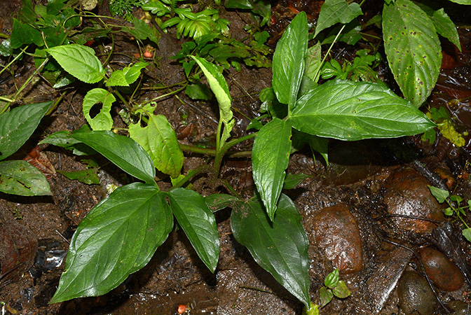 Xanthosoma harlingianum