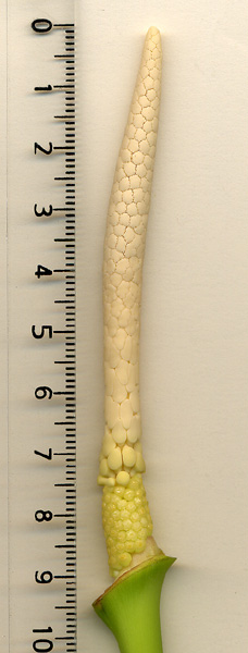 Xanthosoma harlingianum