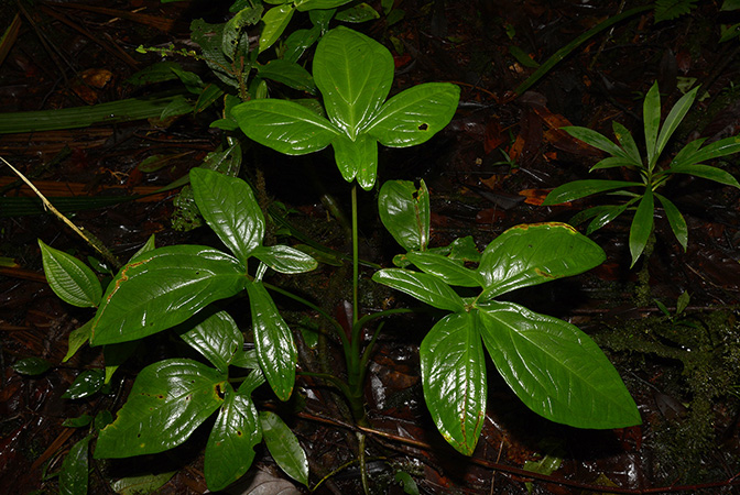 Xanthosoma harlingianum
