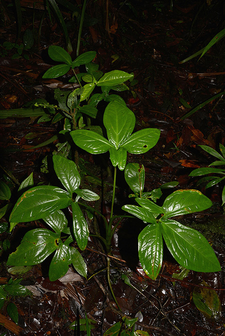 Xanthosoma harlingianum