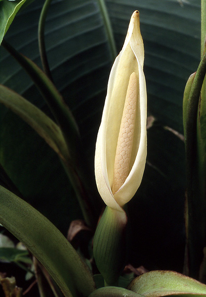 Xanthosoma harlingianum