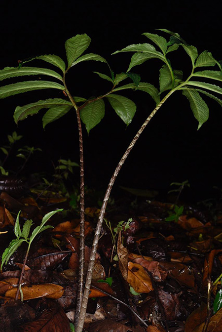 Xanthosoma helleborifolium