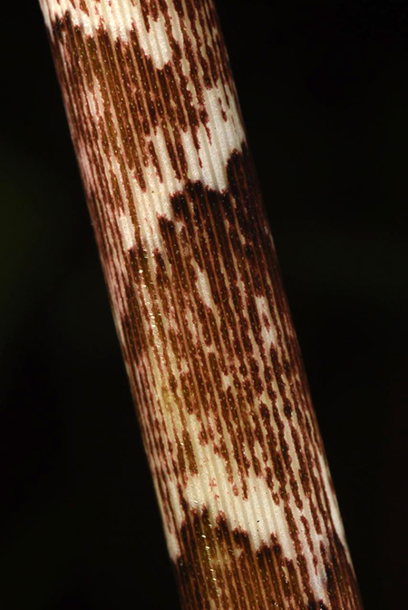 Xanthosoma helleborifolium