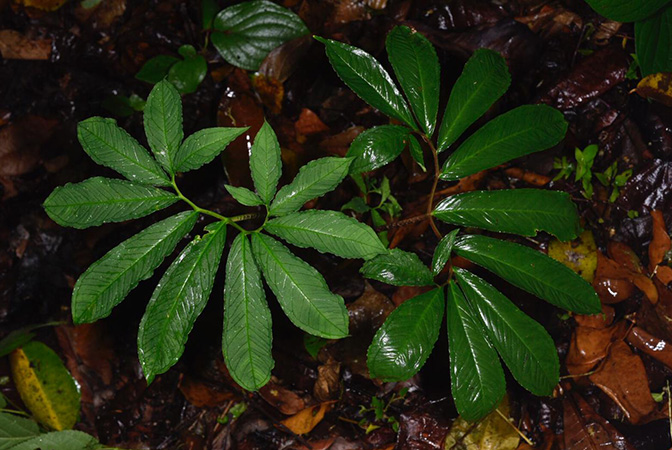 Xanthosoma helleborifolium