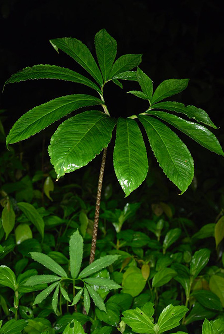 Xanthosoma helleborifolium