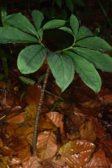 Xanthosoma helleborifolium