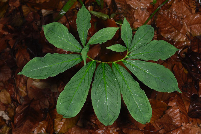 Xanthosoma helleborifolium