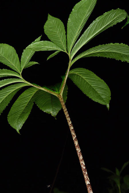 Xanthosoma helleborifolium