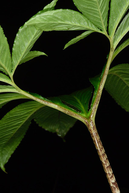 Xanthosoma helleborifolium