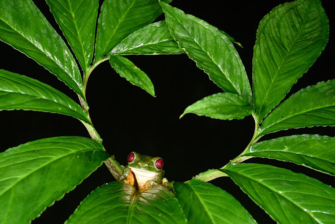 Xanthosoma helleborifolium