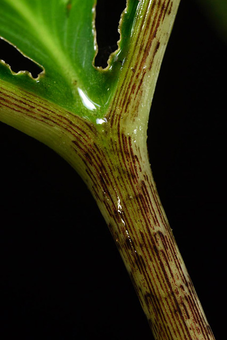Xanthosoma helleborifolium