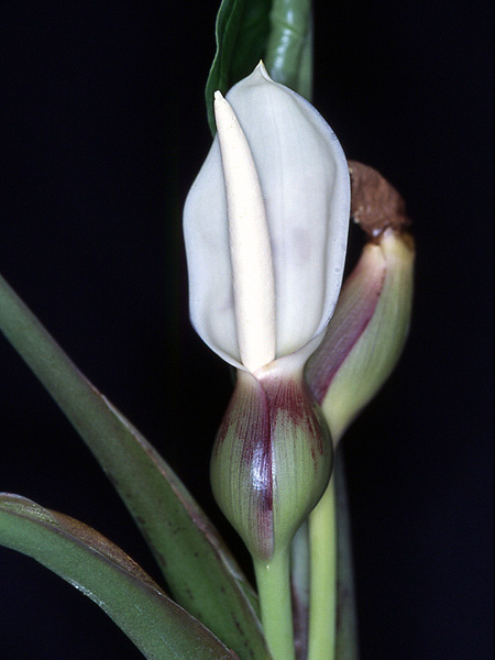 Xanthosoma hylaeae
