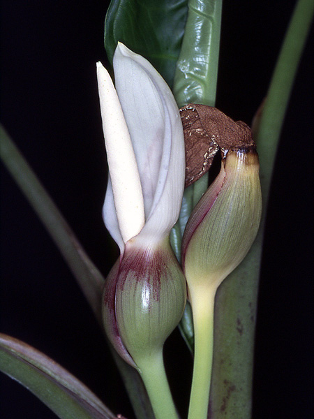 Xanthosoma hylaeae