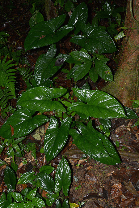 Xanthosoma hylaeae