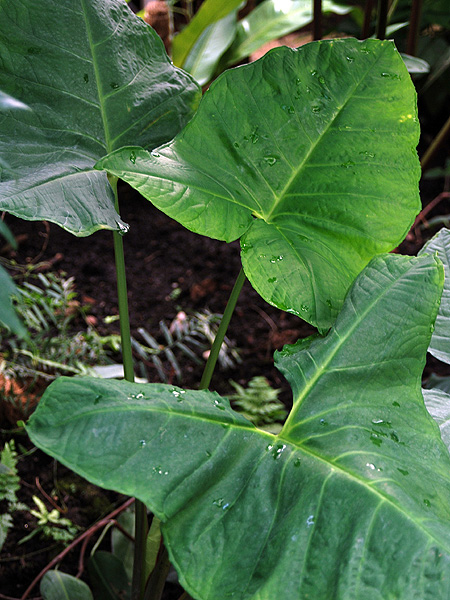 Xanthosoma hylaeae