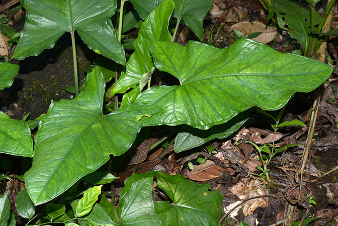 Xanthosoma hylaeae