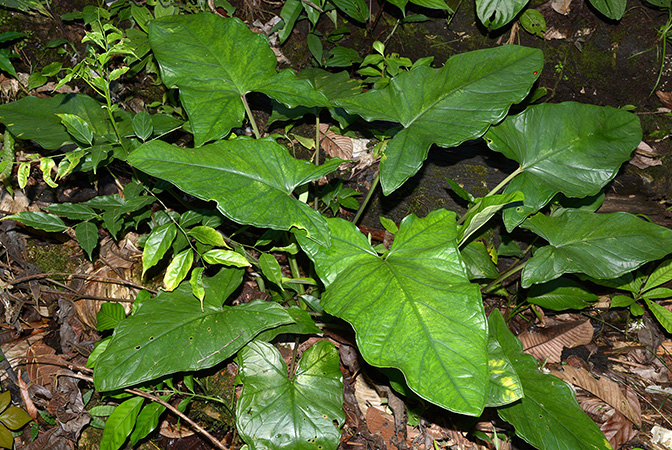Xanthosoma hylaeae