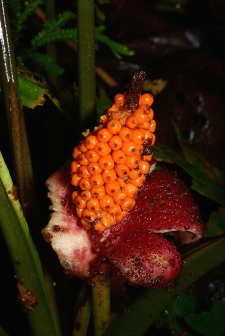 Xanthosoma hylaeae