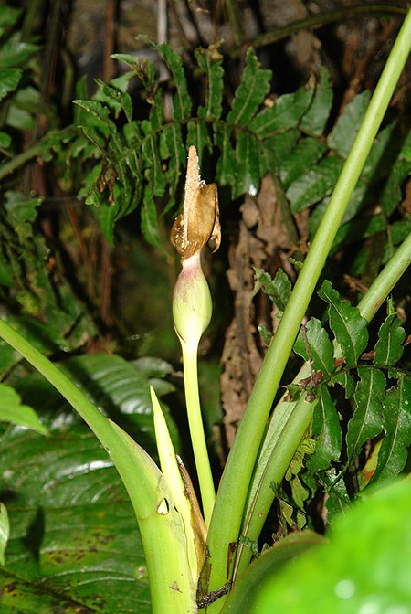 Xanthosoma hylaeae